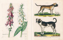 Load image into Gallery viewer, John Derian Sticker Book