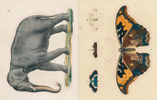 Load image into Gallery viewer, John Derian Sticker Book