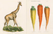 Load image into Gallery viewer, John Derian Sticker Book