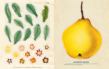Load image into Gallery viewer, John Derian Sticker Book